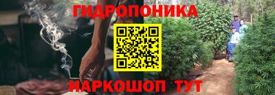 сатива Гай